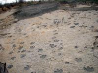 Cretaceous Therapod tracks (Repichnia)_th.jpg 7.7K